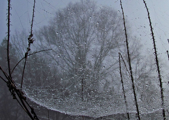 Dewdrops on a Spider Web