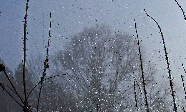 Dewdrops on a Spider Web