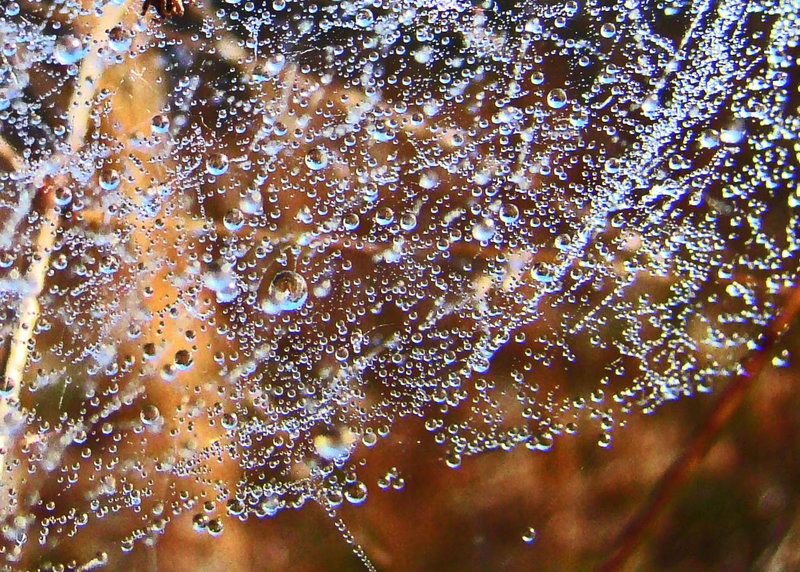 Dewdrops on a Spider Web