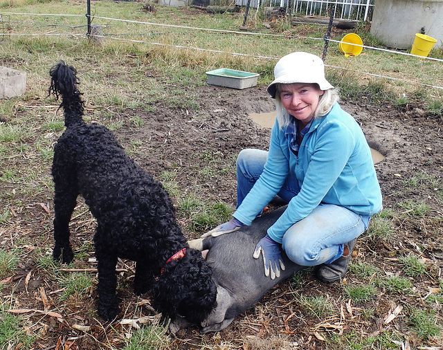 Siobhan and the piggies