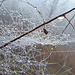 Spider in Dewy Web