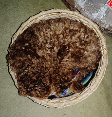 a basket of Coco