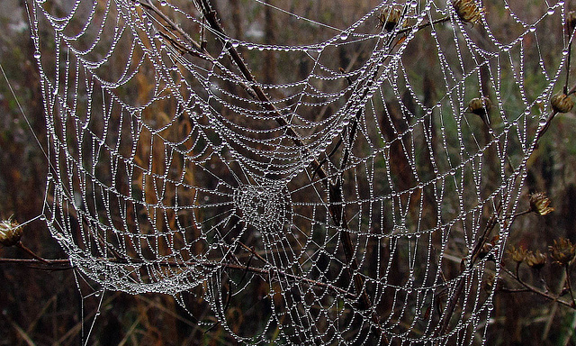 Spider Web with Morning Dew