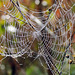 Spider Web with Morning Dew