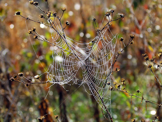 Spider Web with Morning Dew