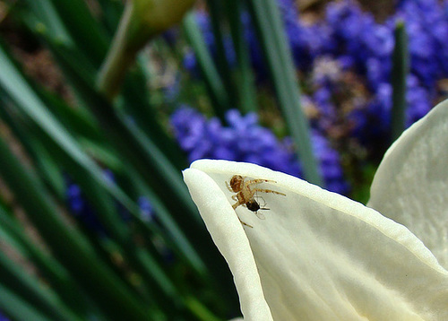 Crab Spider with Catch