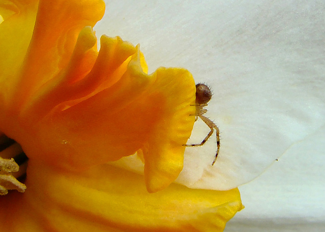 Crab Spider on a Daffodil