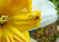 Crab Spider on a Daffodil
