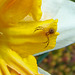 Crab Spider on a Daffodil