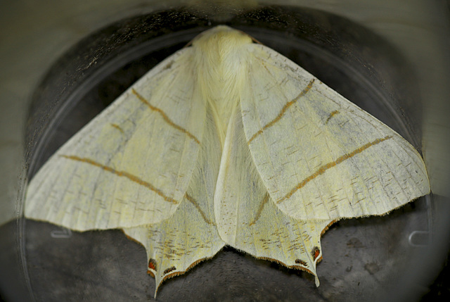 Swallow-tailed Moth