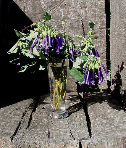 flowers from our garden