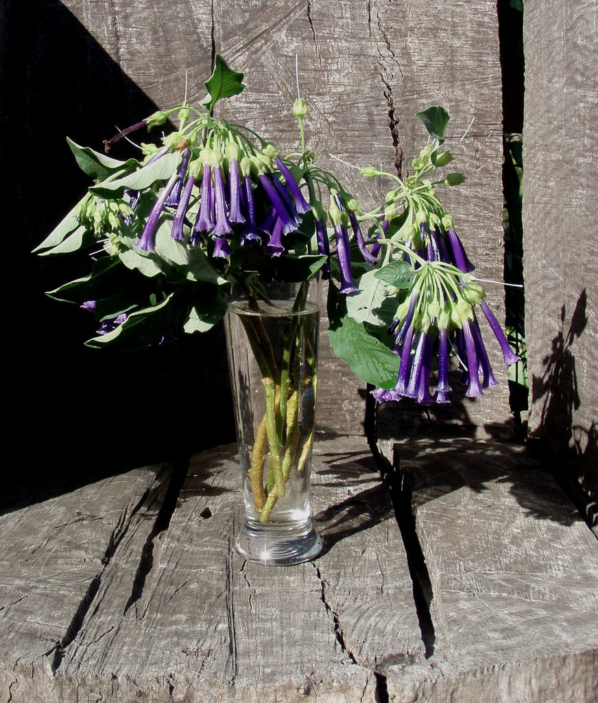 flowers from our garden