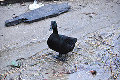 Black-green duck