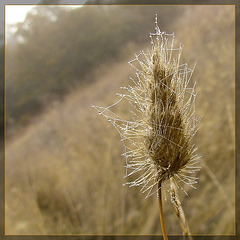 Dew-Coveed Web on Wild Grass