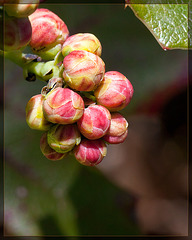 Oregon-grape: The 23rd Flower of Spring!