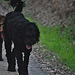 our doggies on the Rail Trail