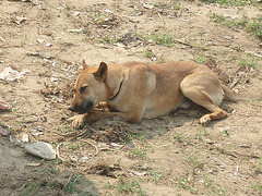 sugar cane for the mascot dog