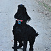 our doggies on the Rail Trail