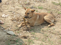 sugar cane for the mascot dog