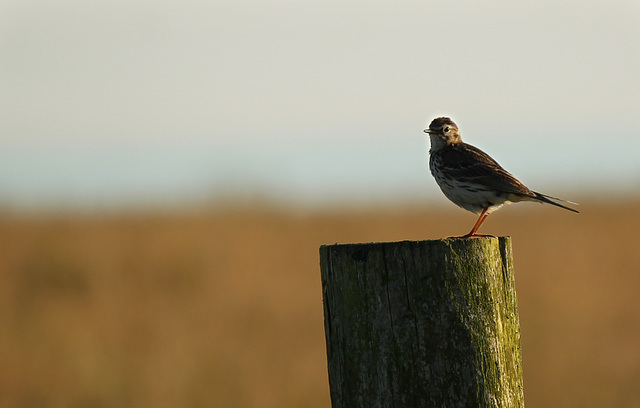 Meadow Pipit