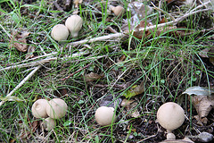 Young puffballs?