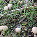 Young puffballs?