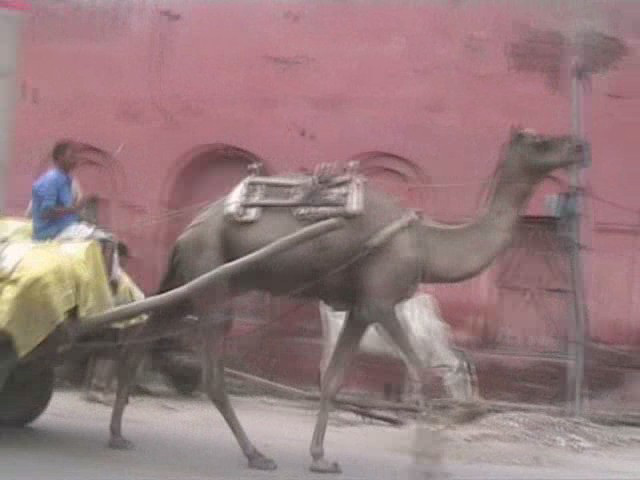 Agra camel cart1