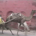 Agra camel cart1