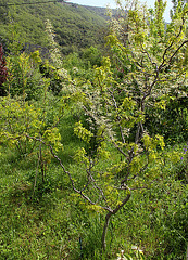 Robinia pseudoacacia ' Contorta' (2)