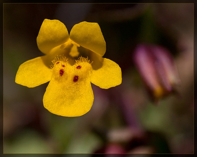 Chickweed Monkeyflower Blossom