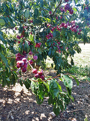 blood plums ripening