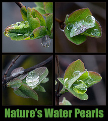 Nature's Water Pearls