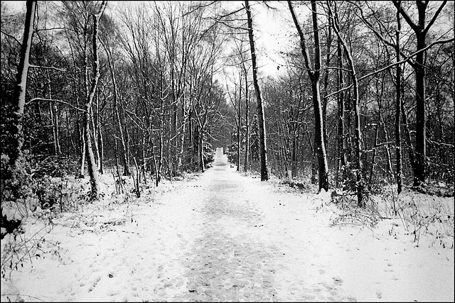 Waldweg