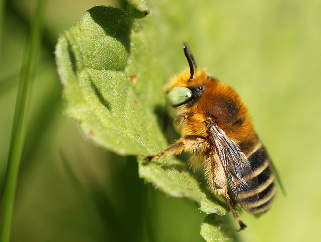 Green Eyed Bee