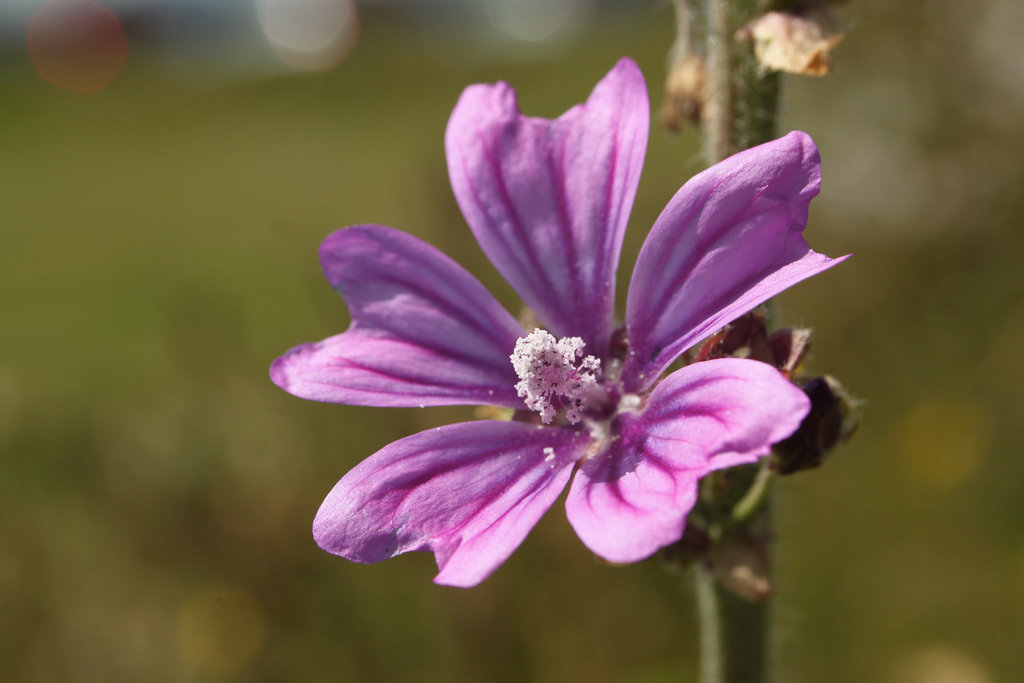 Mallow