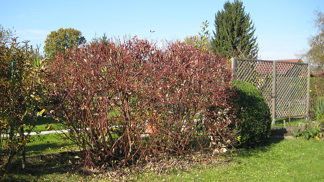 Herbst: Der Hartriegelstrauch (Cornus)