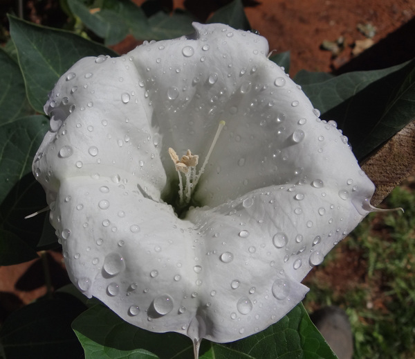 Moonflower with raindrops