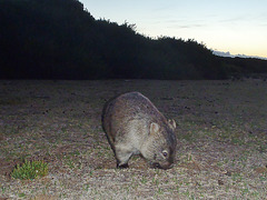 wombat at the prom