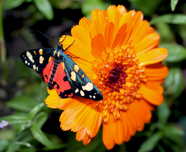 Scruffy the Scarlet Tiger Emerges Glamour Shots