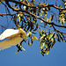 corellas in Fish Creek