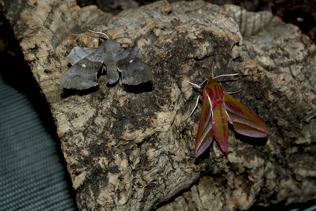 Smallest Poplar Hawk Moth...