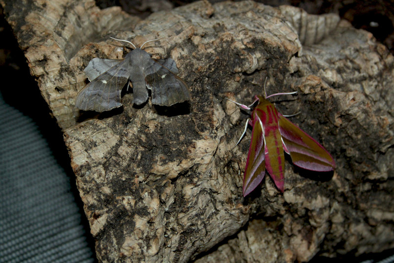 Smallest Poplar Hawk Moth...