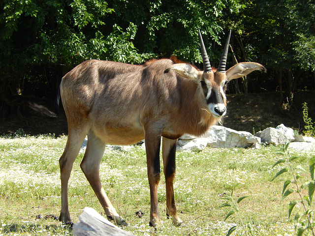 Pferdeantilope (Hippotragus Spitzfuß ) ©UdoSm