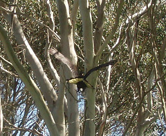 yellow tailed black cockatoo