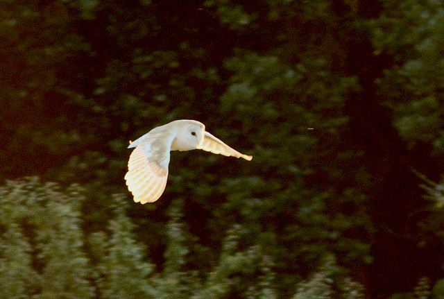 Barn Owl