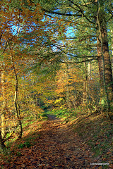 Path through the Relugas Woods