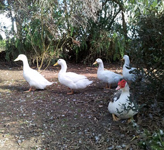 duck conga line