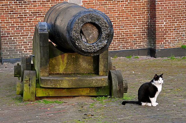 Cat & Cannon