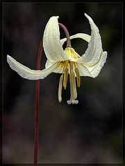 Oregon Fawn Lily: The 22nd Flower of Spring!