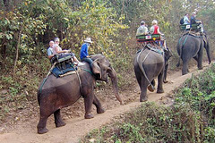 Elephant Trekking